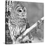 White Owl-null-Stretched Canvas