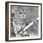 White Owl-null-Framed Premium Photographic Print