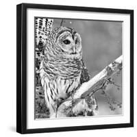 White Owl-null-Framed Premium Photographic Print