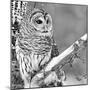 White Owl-null-Mounted Premium Photographic Print