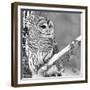 White Owl-null-Framed Premium Photographic Print