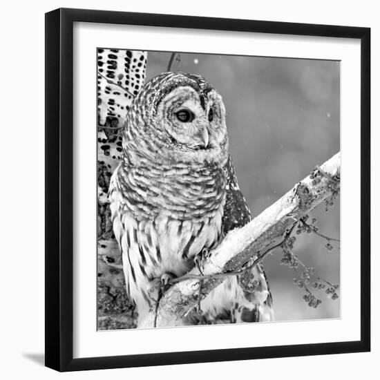 White Owl-null-Framed Photographic Print