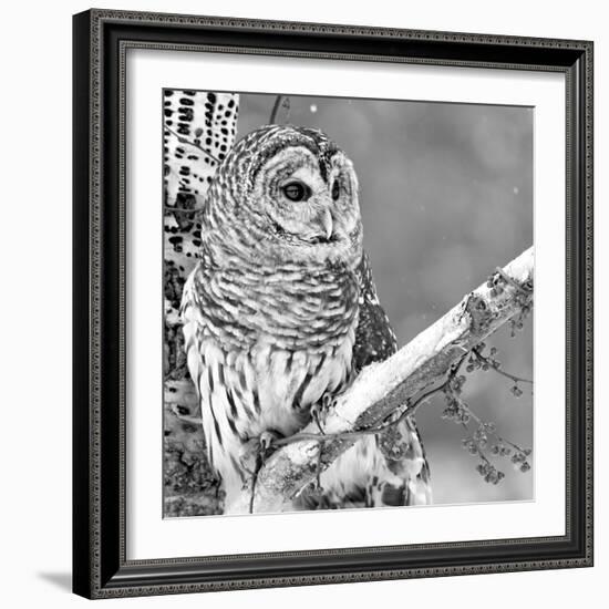 White Owl-null-Framed Photographic Print