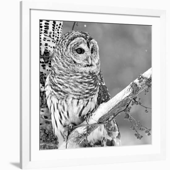 White Owl-null-Framed Photographic Print