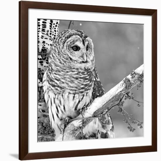 White Owl-null-Framed Photographic Print
