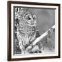 White Owl-null-Framed Photographic Print