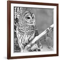 White Owl-null-Framed Photographic Print