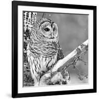 White Owl-null-Framed Photographic Print