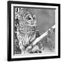 White Owl-null-Framed Photographic Print