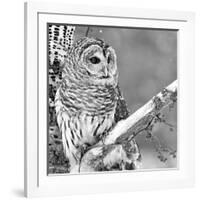 White Owl-null-Framed Photographic Print