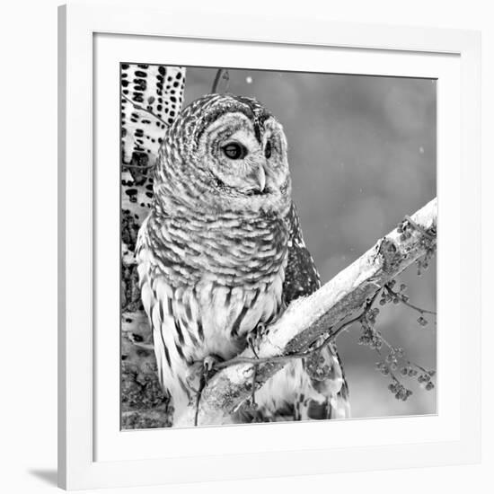 White Owl-null-Framed Photographic Print