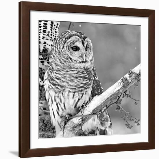 White Owl-null-Framed Photographic Print