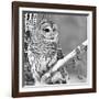 White Owl-null-Framed Photographic Print