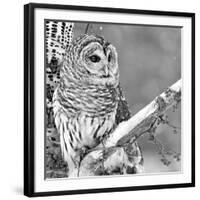 White Owl-null-Framed Photographic Print