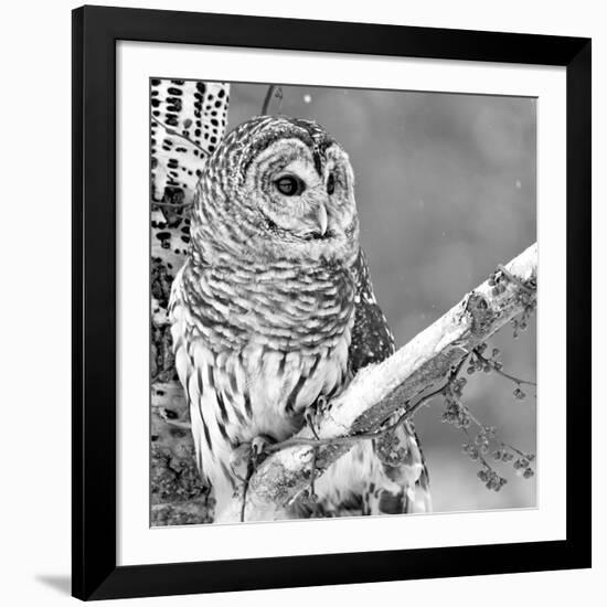 White Owl-null-Framed Photographic Print