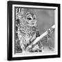 White Owl-null-Framed Photographic Print