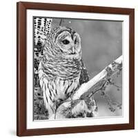 White Owl-null-Framed Photographic Print