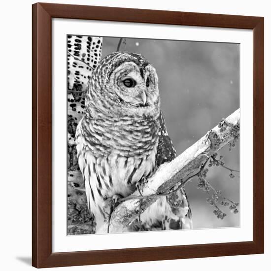 White Owl-null-Framed Photographic Print