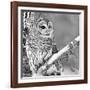 White Owl-null-Framed Photographic Print