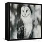 White Owl-Sydney Edmunds-Framed Stretched Canvas