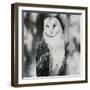 White Owl-Sydney Edmunds-Framed Giclee Print