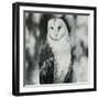 White Owl-Sydney Edmunds-Framed Giclee Print