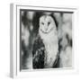 White Owl-Sydney Edmunds-Framed Giclee Print