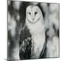 White Owl-Sydney Edmunds-Mounted Giclee Print