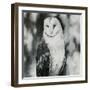 White Owl-Sydney Edmunds-Framed Giclee Print