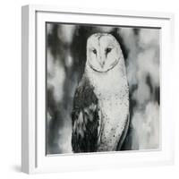 White Owl-Sydney Edmunds-Framed Giclee Print