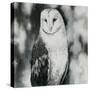 White Owl-Sydney Edmunds-Stretched Canvas