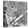 White Owl-PhotoINC Studio-Stretched Canvas