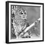 White Owl-PhotoINC Studio-Framed Photographic Print