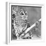 White Owl-PhotoINC Studio-Framed Photographic Print