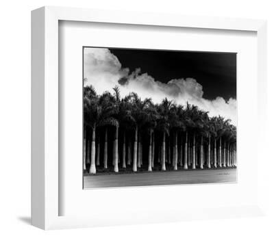PHOTO ART PRINT White Palms Costa Rica by Monte Nagler B/W Poster 20x24 
