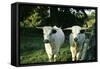 White Park Cattle-null-Framed Stretched Canvas