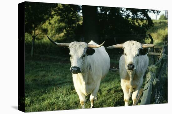 White Park Cattle-null-Stretched Canvas