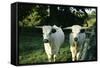 White Park Cattle-null-Framed Stretched Canvas