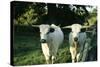 White Park Cattle-null-Stretched Canvas