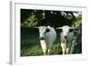 White Park Cattle-null-Framed Photographic Print