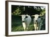 White Park Cattle-null-Framed Photographic Print