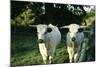 White Park Cattle-null-Mounted Photographic Print