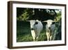 White Park Cattle-null-Framed Photographic Print