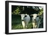 White Park Cattle-null-Framed Photographic Print