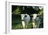 White Park Cattle-null-Framed Photographic Print