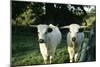 White Park Cattle-null-Mounted Photographic Print