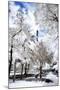 White Park - In the Style of Oil Painting-Philippe Hugonnard-Mounted Giclee Print
