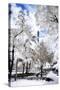 White Park - In the Style of Oil Painting-Philippe Hugonnard-Stretched Canvas