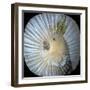 White Parrot Collage-Linda Arthurs-Framed Giclee Print