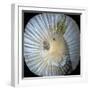 White Parrot Collage-Linda Arthurs-Framed Giclee Print